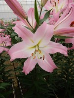 [4189 Okura VZ No02.JPG]